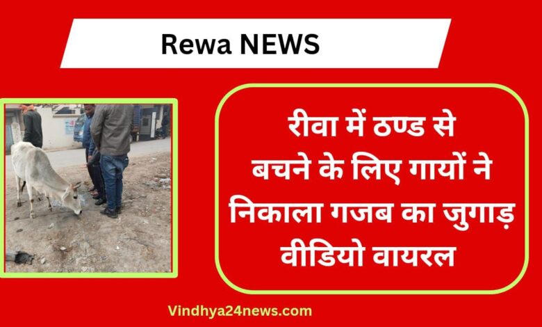 Cows come up with amazing trick to save themselves from cold in Rewa, video goes viral on Twitter
