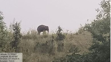 Minor elephant successfully rescued from Katni