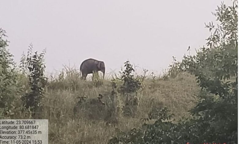 Minor elephant successfully rescued from Katni