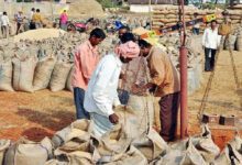 KATNI NEWS: So far 69 thousand 152 metric tonnes of paddy has been procured in the district at the support price